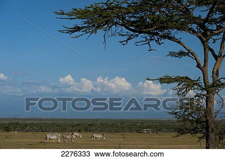 Stock Image - Zebra on grassy plain with 4x4 and Mt Kenya in background, Ol Pejeta Conservancy; Kenya. Fotosearch