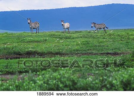 Zebra On Ngorongoro Crater. View Large Photo Image Picture - Zebra On Ngorongoro Crater.. Fotosearch