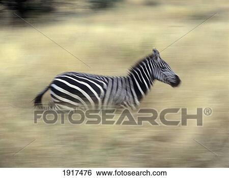 Stock Photograph - Zebra Running Through Grass At Dusk. Fotosearch