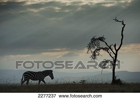 Zebra walking past whistling thorn acacia tree along top of ridge in front of dramatic clouds, Ol Pejeta Conservancy; Kenya View Large Photo Image Stock Photo - Zebra walking past whistling thorn acacia tree along top of ridge in front of dramatic clouds, Ol Pejeta Conservancy; Kenya. Fotosearch