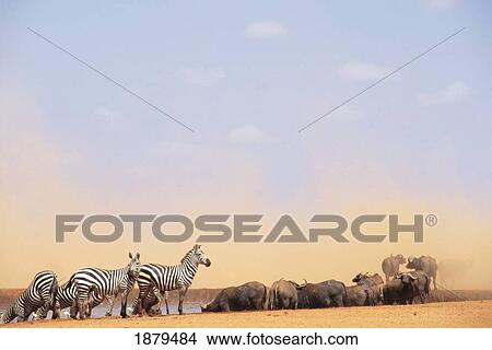 Zebras And Water Buffalo At A Watering Hole View Large Photo Image Picture - Zebras And Water Buffalo At A Watering Hole. Fotosearch