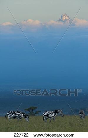 Zebras on grassy hill in front of Mt Kenya at dusk, Ol Pejeta Conservancy; Kenya View Large Photo Image Stock Image - Zebras on grassy hill in front of Mt Kenya at dusk, Ol Pejeta Conservancy; Kenya. Fotosearch
