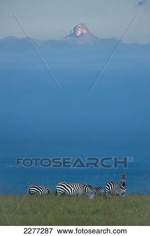 Stock Photo - Zebras on grassy hill in front of Mt Kenya at dusk, Ol Pejeta Conservancy; Kenya. Fotosearch