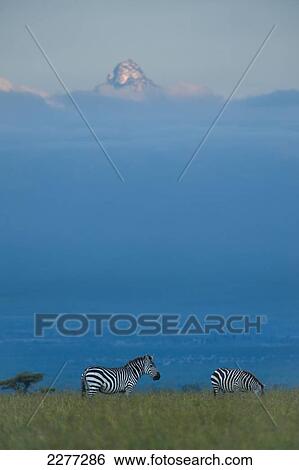 Stock Photograph - Zebras on grassy hill in front of Mt Kenya at dusk, Ol Pejeta Conservancy; Kenya. Fotosearch