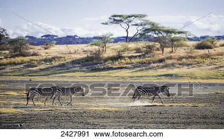 Stock Image - Zebras walking across the dusty plains of the serengeti; Tanzania. Fotosearch
