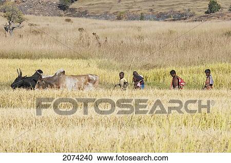 Zebu Herder In Isalo National Park, Fianarantsoa Province, Madagascar View Large Photo Image Stock Image - Zebu Herder In Isalo National Park, Fianarantsoa Province, Madagascar. Fotosearch
