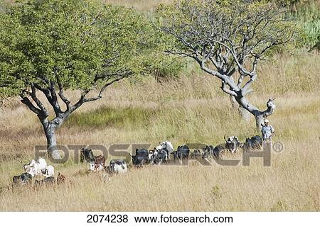 Zebu Herder In Isalo National Park, Fianarantsoa Province, Madagascar View Large Photo Image Stock Photo - Zebu Herder In Isalo National Park, Fianarantsoa Province, Madagascar. Fotosearch