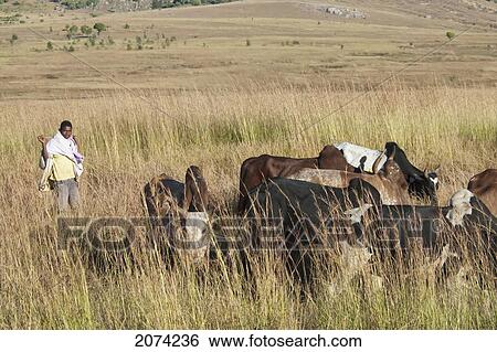 Stock Photograph - Zebu Herders In Isalo National Park, Fianarantsoa Province, Madagascar. Fotosearch
