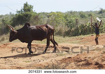 Zebu On The Road Between Antsokay & Mahaboboka, Antananarivo Province, Madagascar View Large Photo Image Stock Image - Zebu On The Road Between Antsokay & Mahaboboka, Antananarivo Province, Madagascar. Fotosearch