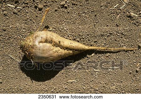 的, a, 成熟, sugarbeet, 在, 收获时间, /, fresno 县, 加利福尼亚