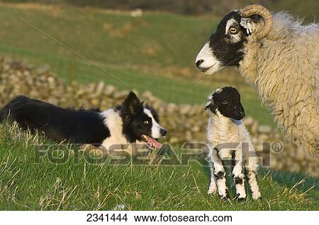 家畜 A Swaledale 雌羊 で 子羊 ある ある 見られた