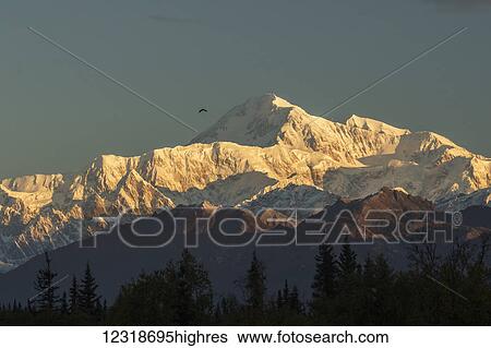 Stock Photograph - A Bald Eagle (Haliaeetus leucocephalus) flies near summit of Denali, photograph taken from the Parks Highway, near South Viewpoint rest stop; Alaska, United States of America. Fotosearch