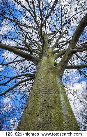 A bare branched beech tree against a blue spring sky in Richmond Park, Richmond; London, England View Large Photo Image Stock Photograph - A bare branched beech tree against a blue spring sky in Richmond Park, Richmond; London, England. Fotosearch