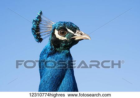 A beautiful blue bird with a crown of feathers on it's head against a blue sky; South Shields, Tyne and Wear, England View Large Photo Image Stock Photograph - A beautiful blue bird with a crown of feathers on it's head against a blue sky; South Shields, Tyne and Wear, England. Fotosearch
