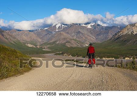 Stock Photo - A bicyclist riding on the park road towards the Eielson area in Denali National Park, Interior Alaska, summer. Fotosearch