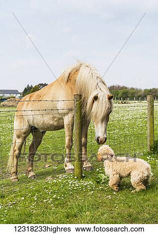 A blond cockapoo and blond horse meet at a fence and greet one another; South Shields, Tyne and Wear, England View Large Photo Image Stock Photograph - A blond cockapoo and blond horse meet at a fence and greet one another; South Shields, Tyne and Wear, England. Fotosearch