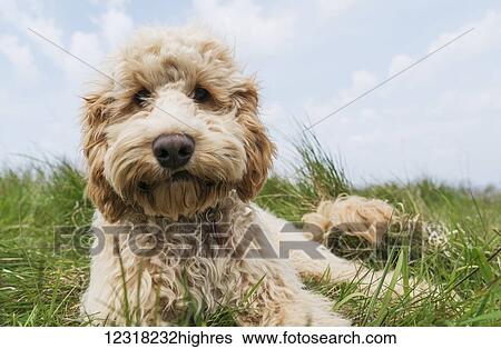 A blond cockapoo lays in the grass; South Shields, Tyne and Wear, England View Large Photo Image Stock Photograph - A blond cockapoo lays in the grass; South Shields, Tyne and Wear, England. Fotosearch