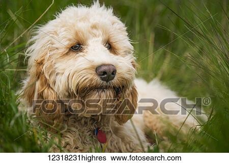 A blond cockapoo lays in the tall grass; South Shields, Tyne and Wear, England View Large Photo Image Stock Photograph - A blond cockapoo lays in the tall grass; South Shields, Tyne and Wear, England. Fotosearch