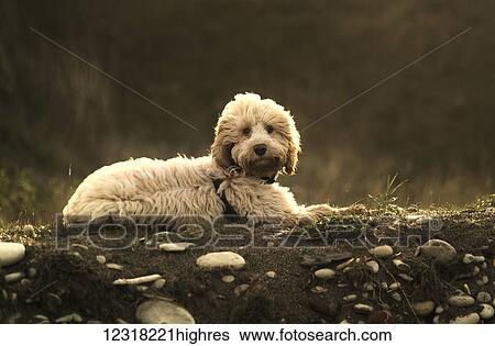 Stock Photograph - A blond cockapoo lays on the ground looking at the camera; South Shields, Tyne and Wear, England. Fotosearch