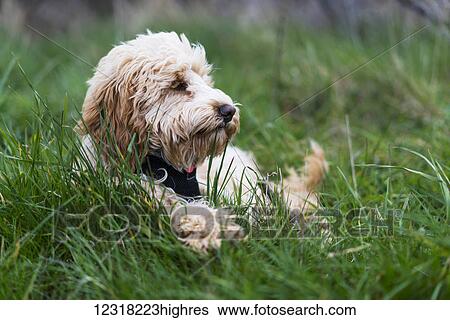 A blond cockapoo rests in the grass; South Shields, Tyne and Wear, England View Large Photo Image Stock Photograph - A blond cockapoo rests in the grass; South Shields, Tyne and Wear, England. Fotosearch