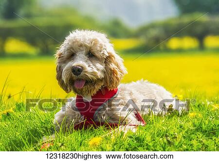 Stock Photograph - A blond cockapoo with a red collar sits on lush grass with wildflowers; Durham, England. Fotosearch