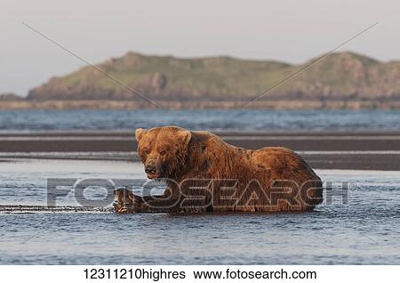 A brown bear (ursus arctos) laying on the wet sand holding a fresh caught fish in it's paws View Large Photo Image Stock Photograph - A brown bear (ursus arctos) laying on the wet sand holding a fresh caught fish in it's paws. Fotosearch