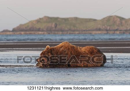 A brown bear (ursus arctos) laying on the wet sand eating a fresh caught fish View Large Photo Image Stock Photograph - A brown bear (ursus arctos) laying on the wet sand eating a fresh caught fish. Fotosearch