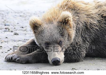 Stock Photograph - A brown bear (ursus arctos) lays on the sand, Katmai National Park; Alaska, United States of America. Fotosearch