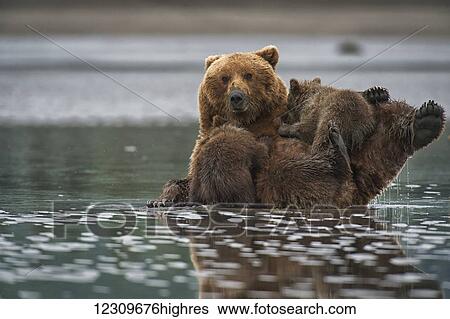 Stock Photograph - A brown bear (ursus arctos) nursing her cub in the shallow water of a river, Lake Clark National Park; Alaska, United States of America. Fotosearch