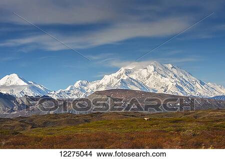 Picture - A bull caribou standing on tundra with the Muldrow Glacier and Mt. McKinley in the background in Denali National Park.. Fotosearch