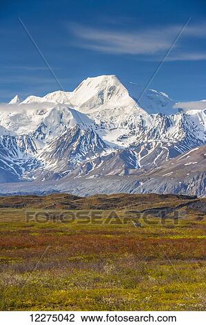 Stock Image - A bull caribou standing on tundra with the Muldrow Glacier and the Alaska Range in the background in Denali National Park.. Fotosearch