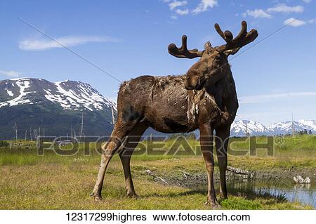 Stock Photograph - A bull moose (alces alces) looks over its shoulder in a nice pose, antlers still in velvet and still growing while shedding its winter coat, captive at the Alaska Wildlife Conservation Center, South-central Alaska; Portage, Alaska, United States of.... Fotosearch