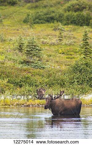 Picture - A bull moose feeding in a pond in summer in Denali National Park, Interior Alaska. Fotosearch