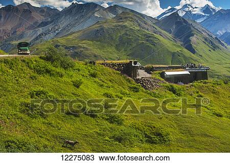 Stock Image - A caribou is walking near the Eielson Visitor Center in Denali National Park, Interior Alaska, summer. Fotosearch