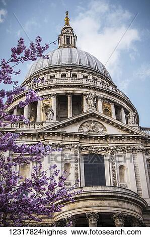 A Cherry Blossom Tree Blooms Beautiful Pink Flowers In Front Of St Paul S Cathedral London England Stock Photograph highres Fotosearch