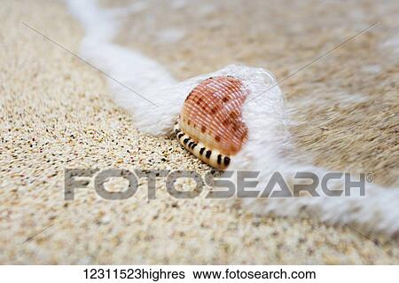 Stock Photograph - A close up of a cowry shell on the beach; St. Croix, Virgin Islands, United States of America. Fotosearch