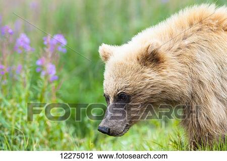A close up of a grizzly bear cub on the Park Road on a early sunny summer morning at Sable Pass in Denali National Park and Preserve. View Large Photo Image Stock Image - A close up of a grizzly bear cub on the Park Road on a early sunny summer morning at Sable Pass in Denali National Park and Preserve.. Fotosearch