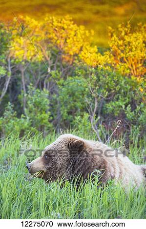 A close up of a grizzly bear eating grass in the evening, Interior Alaska View Large Photo Image Stock Image - A close up of a grizzly bear eating grass in the evening, Interior Alaska. Fotosearch