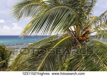 Stock Photograph - A Close Up Of A Palm Tree With Ocean; St. Croix, US Virgin Islands. Fotosearch