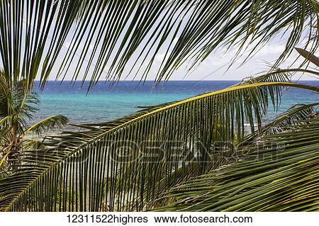 Stock Photograph - A Close Up Of A Palm Tree With Ocean; St. Croix, US Virgin Islands. Fotosearch