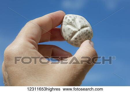 Stock Photograph - A Close up Of A Sand Dollar Being Held In Fingertips; St. Croix, Virgin Islands, United States of America. Fotosearch