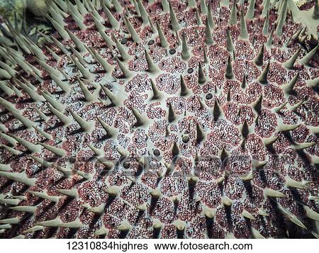 Stock Photograph - A close up view of a Crown of Thorns Seastar (Acanthaster planci) showing pedicellaria, which was photographed under water while scuba diving at Kona; Kona, Island of Hawaii, Hawaii, United States of America. Fotosearch