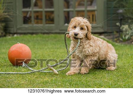 Stock Photograph - A cockapoo playing with a rope and ball on the grass in a backyard; South Shields, Tyne and Wear, England. Fotosearch