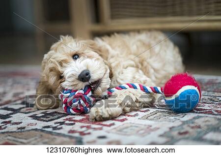 A cockapoo playing with a toy on the floor; South Shields, Tyne and Wear, England View Large Photo Image Stock Photograph - A cockapoo playing with a toy on the floor; South Shields, Tyne and Wear, England. Fotosearch