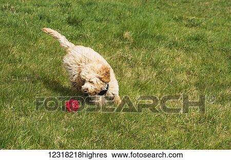 Stock Photograph - A cockapoo plays with a red ball on grass; South Shields, Tyne and Wear, England. Fotosearch