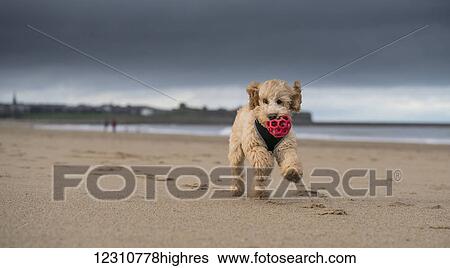 Stock Photograph - A cockapoo running on the beach with a red ball in it's mouth; South Shields, Tyne and Wear, England. Fotosearch