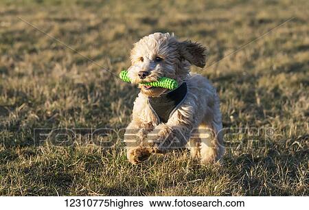 A cockapoo running on the grass with a toy in it's mouth; South Shields, Tyne and Wear, England View Large Photo Image Stock Photograph - A cockapoo running on the grass with a toy in it's mouth; South Shields, Tyne and Wear, England. Fotosearch