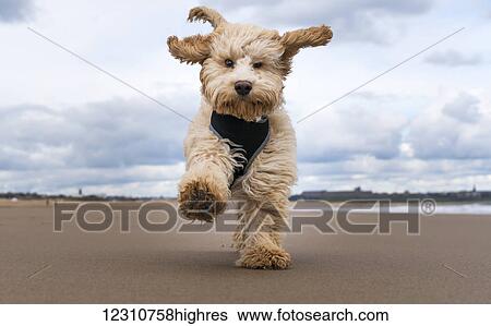 Stock Photograph - A cockapoo running towards the camera on a beach; South Shields, Tyne and Wear, England. Fotosearch