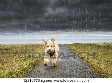 Stock Photograph - A cockapoo running up a path with ominous storm clouds and rainfall in the background; South Shields, Tyne and Wear, England. Fotosearch