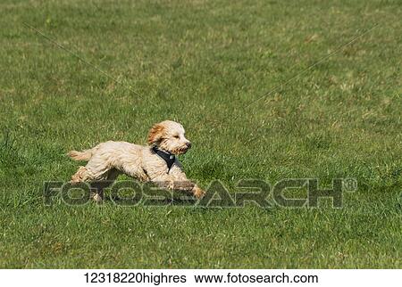 Stock Photograph - A cockapoo runs across a grass field; South Shields, Tyne and Wear, England. Fotosearch